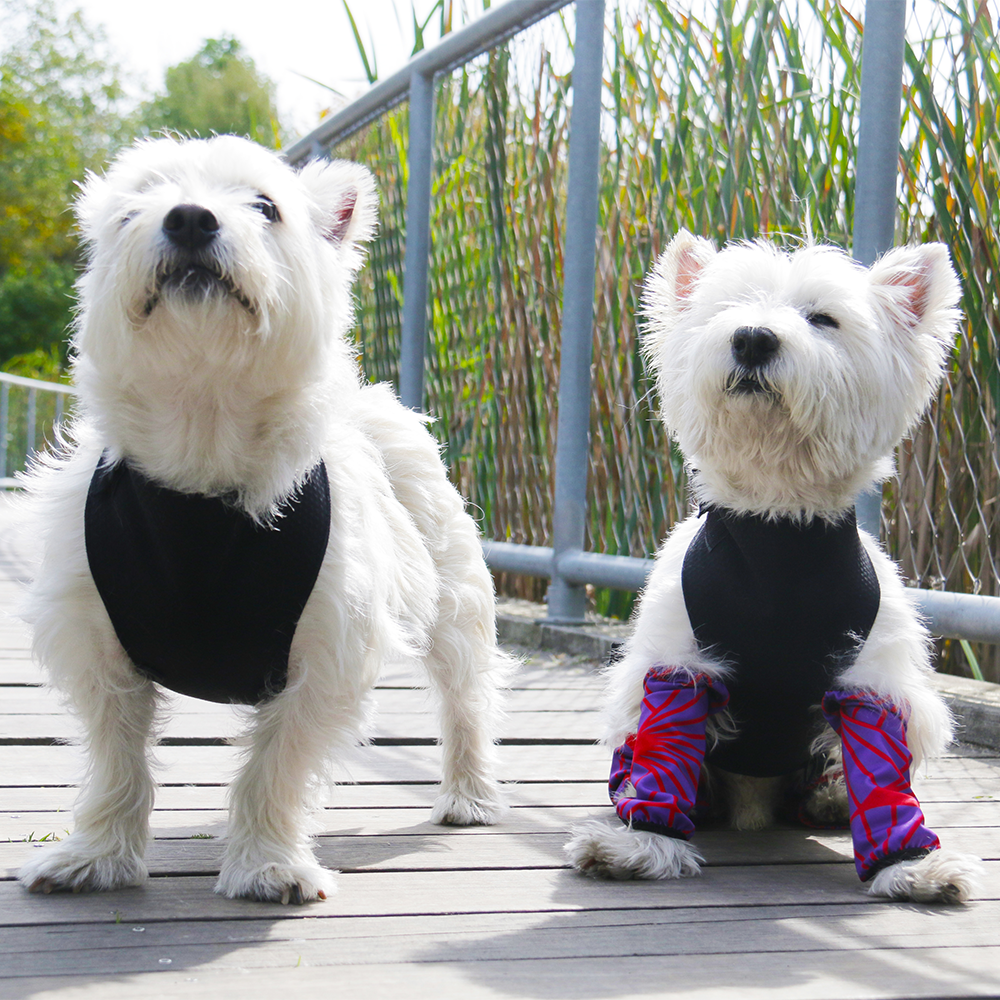 http://todogswear.ca/cdn/shop/products/eco-leggings-purple-red-bursts-736303_1200x1200.png?v=1614181629