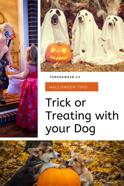 HOW TO GET YOUR DOG READY FOR A NIGHT OF TRICK OR TREATING