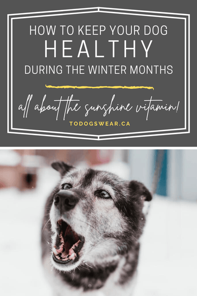 How to Keep your Dog Healthy During the Winter Months
