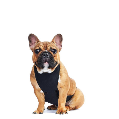 ECO BELLY BIB | lucille black - T.O. Dogswear