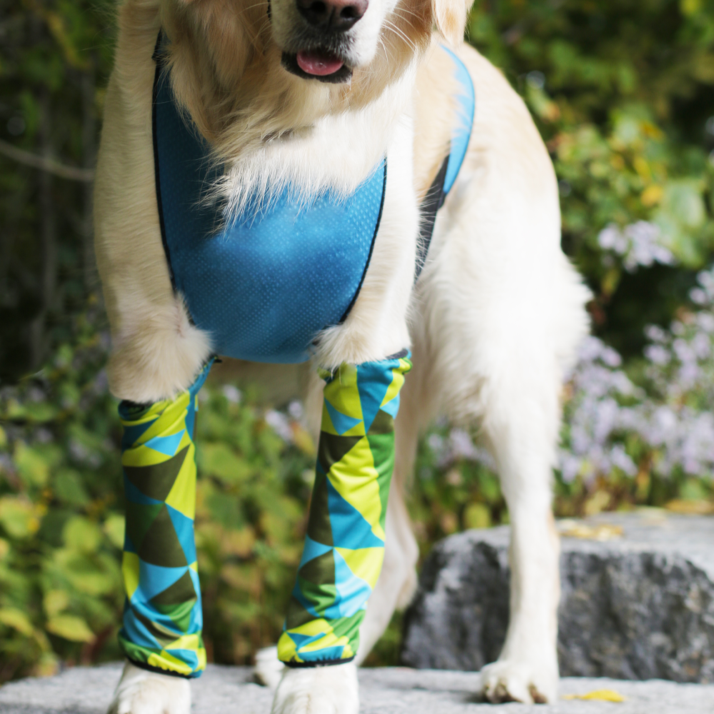 Dog leggings for snow best sale