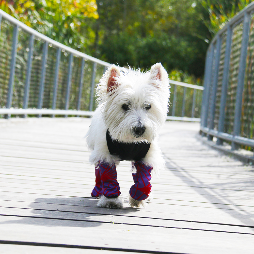 Dog leggings for snow hotsell