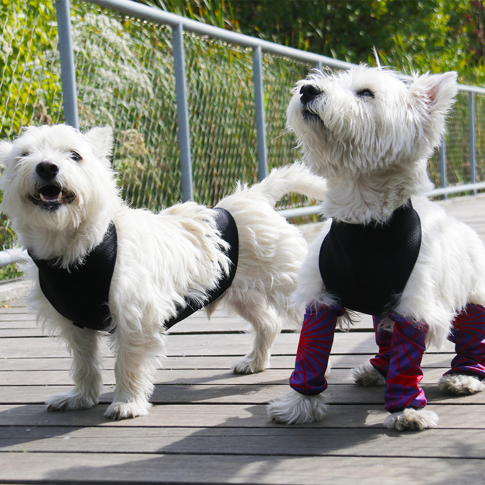 Dog breed leggings best sale