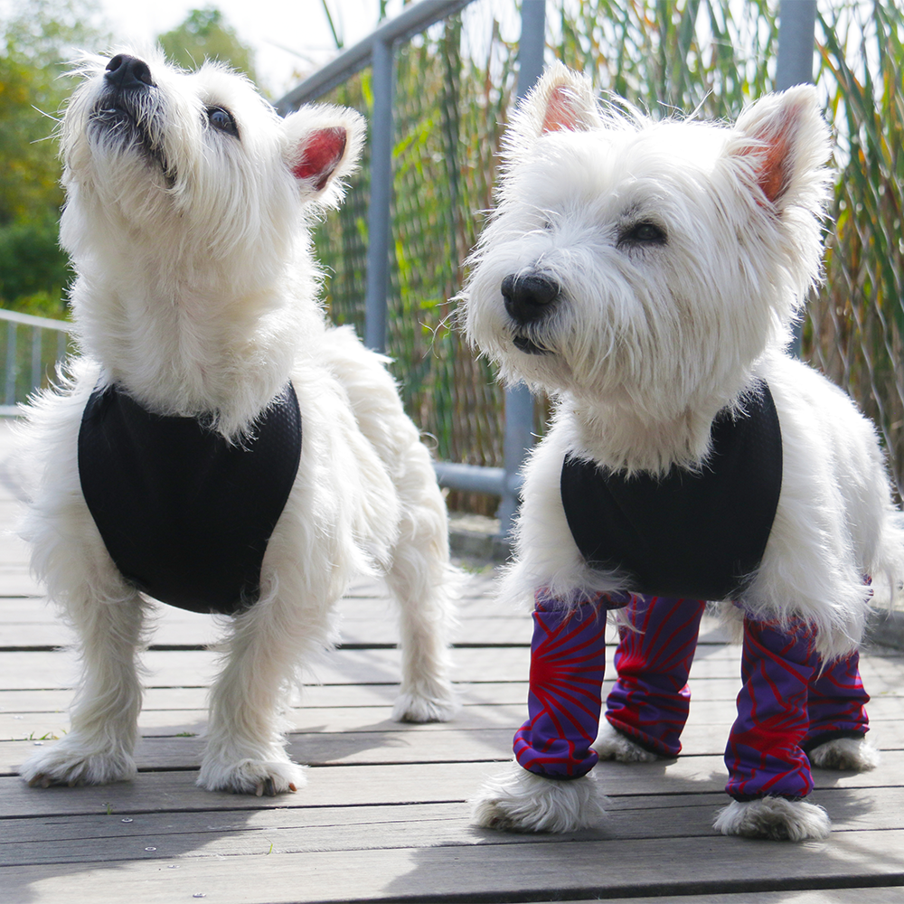 Dog Leggings & Gaiters for Sale Online – T.O. Dogswear